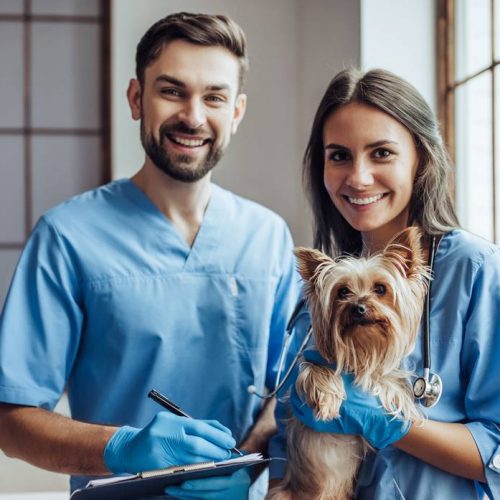 Handsome,Doctor,Veterinarian,And,His,Attractive,Assistant,At,Vet,Clinic