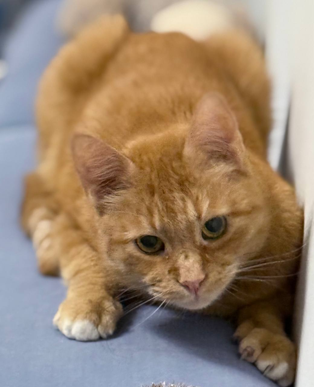 Я почти потеряла своего кота, а потом произошло чудо - SUPERPET