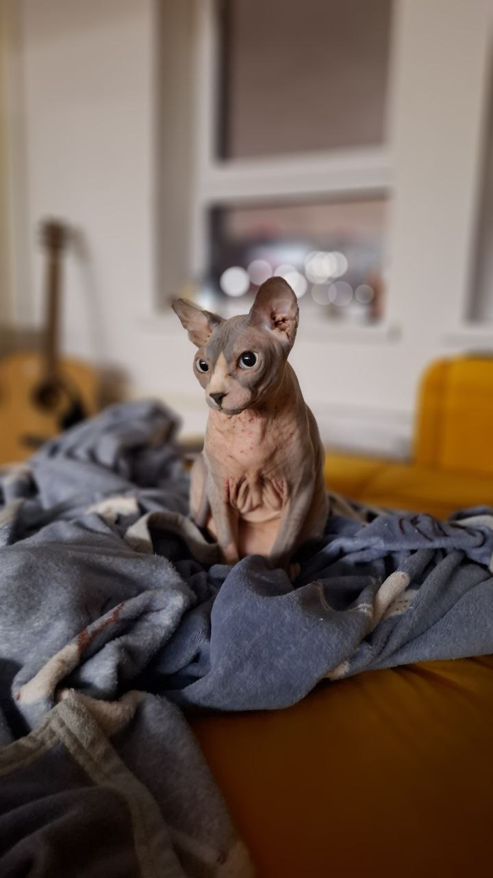 Я думала, что даю лучшее — пока Луна не заболела - SUPERPET